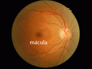 retina-normal-macula