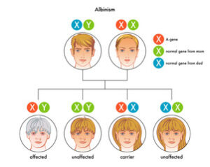 albinismo gen